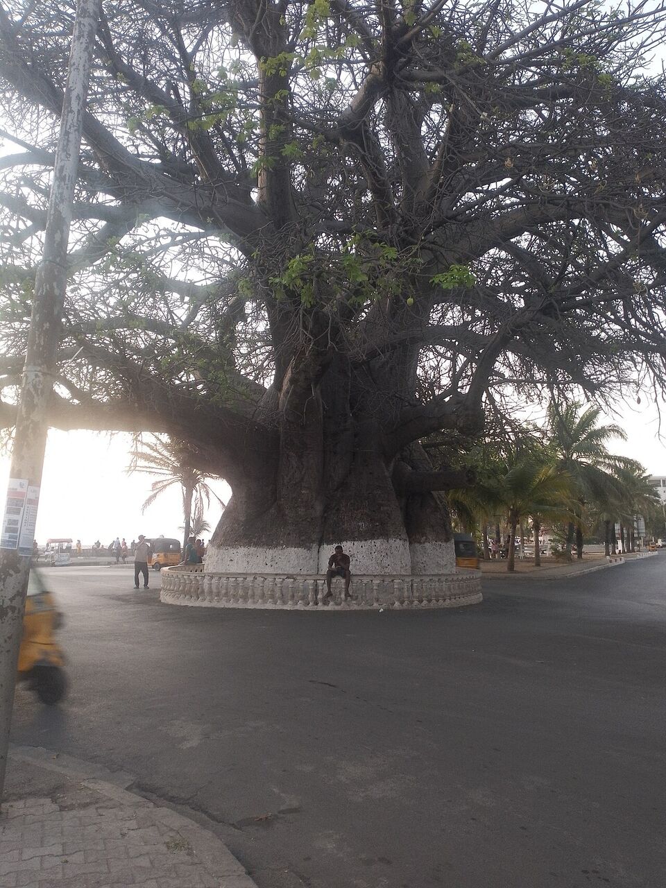 Baobab: whole