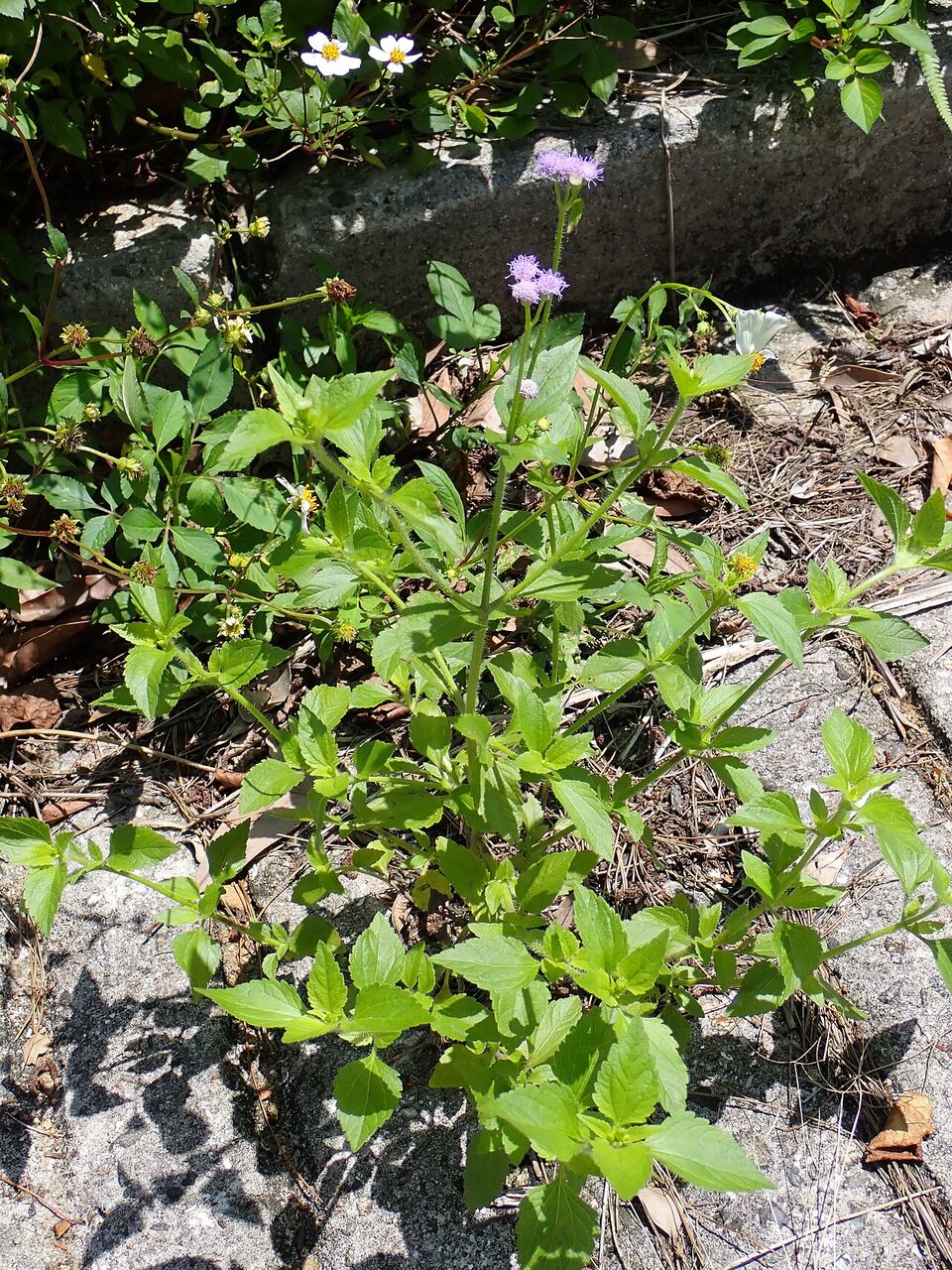 Goat weed: whole