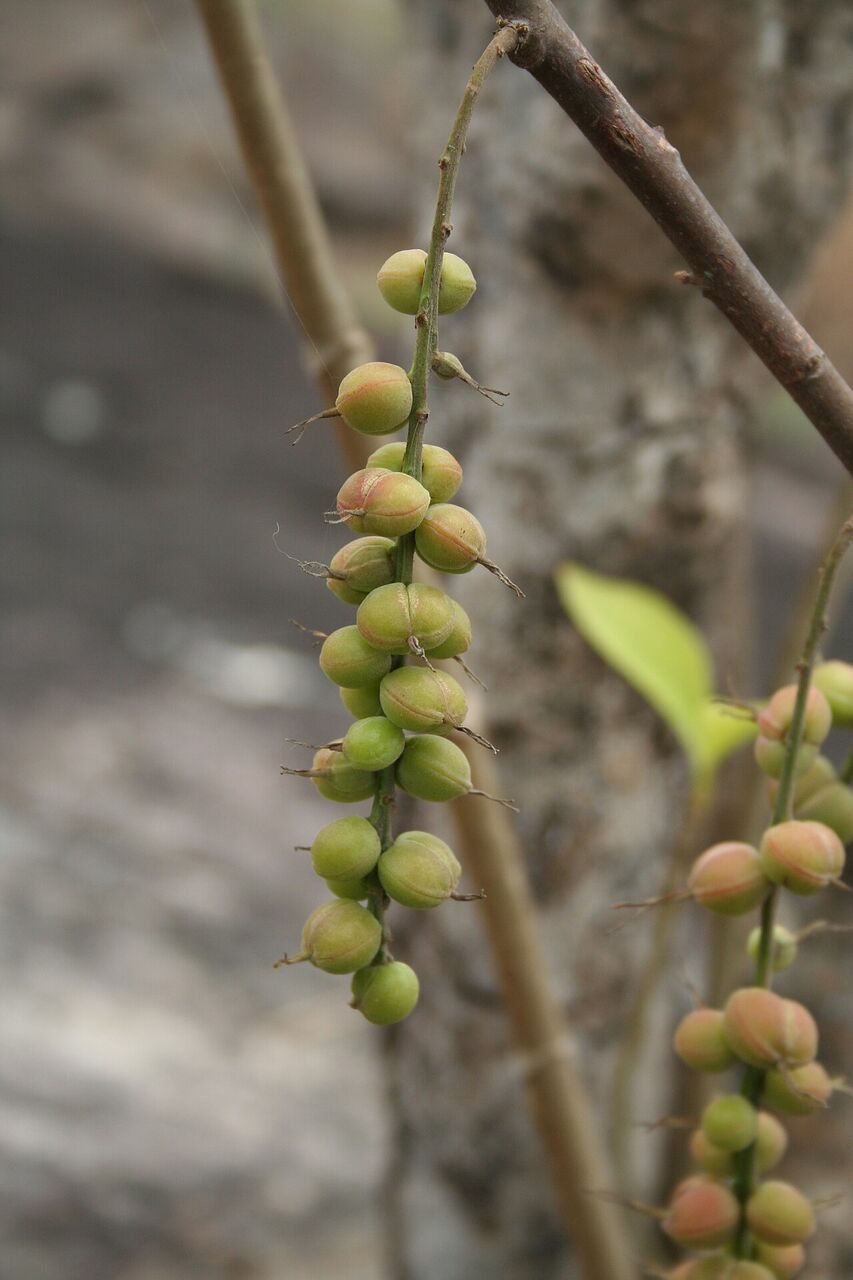 Christmas bush: fruit