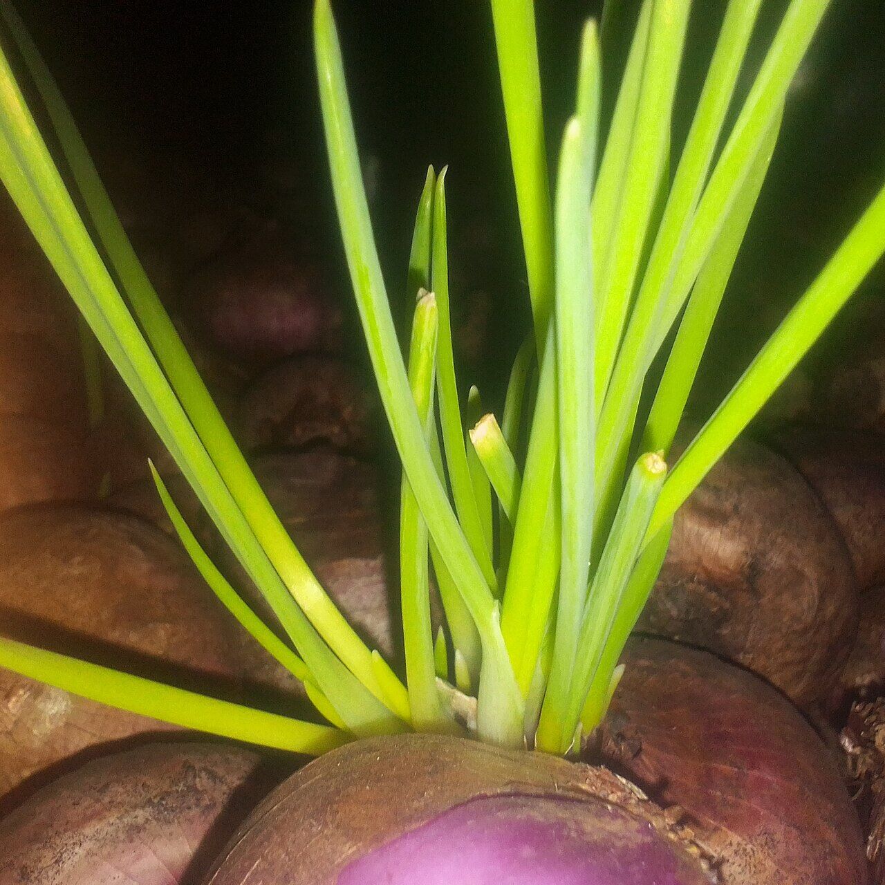 Onion: leaf