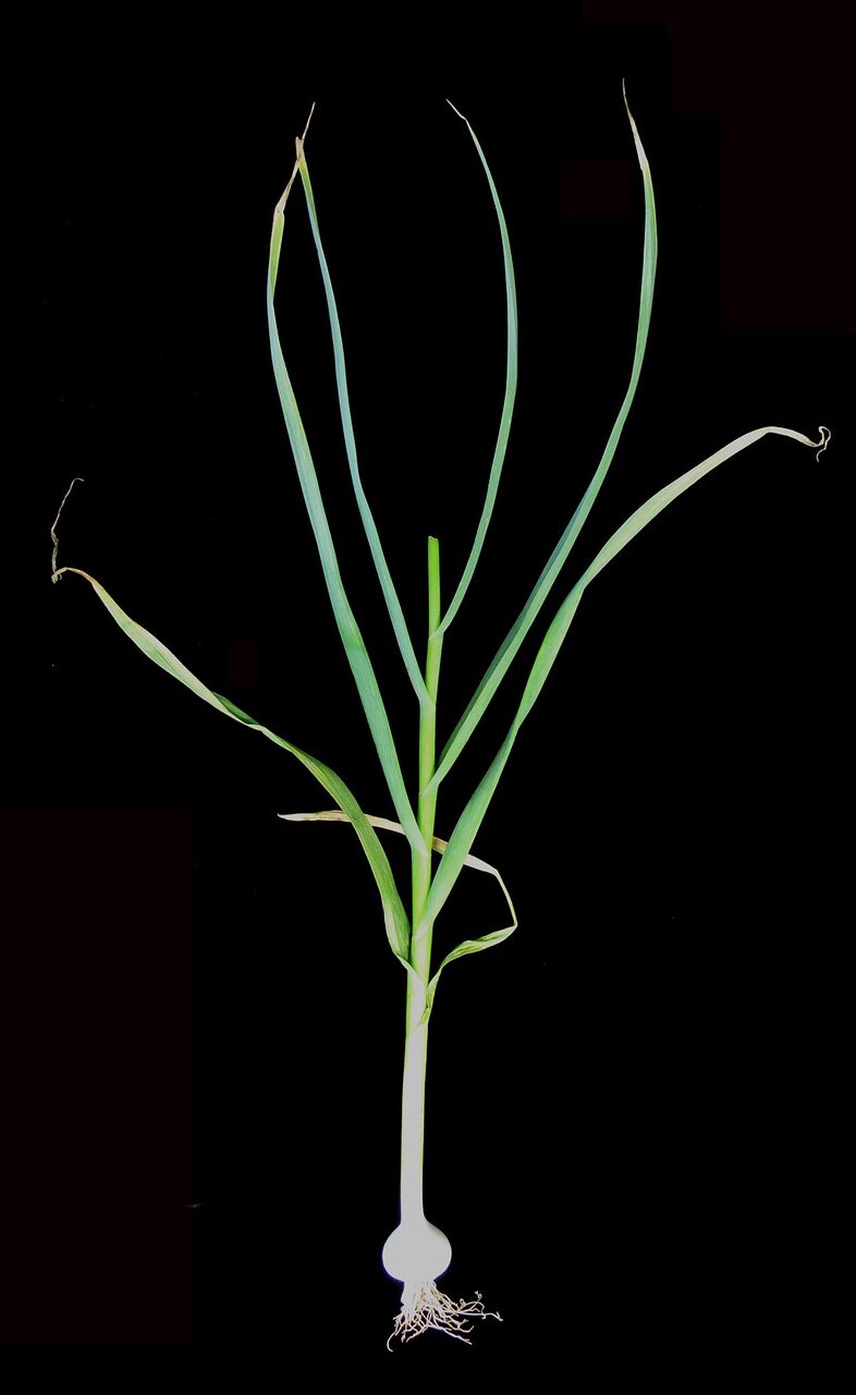 Garlic: whole