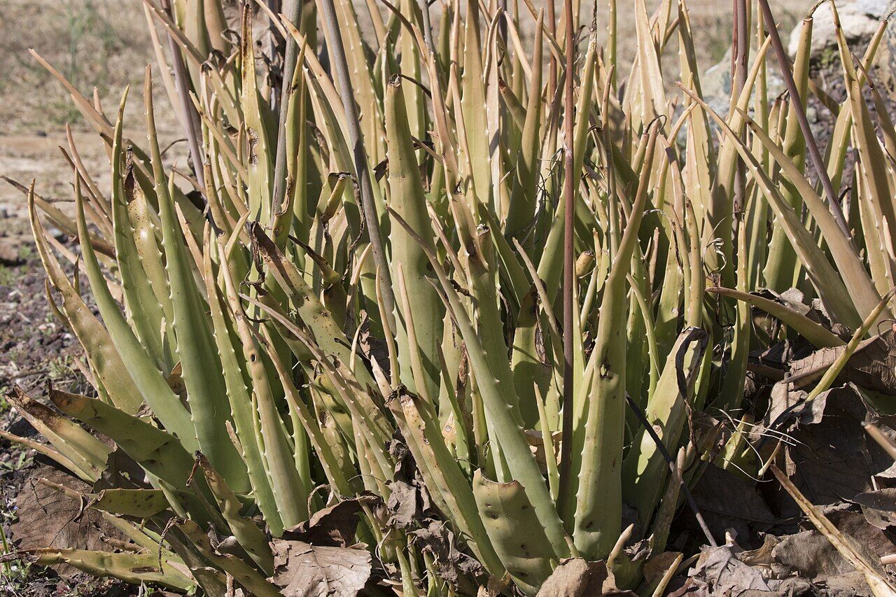 Aloe vera: whole