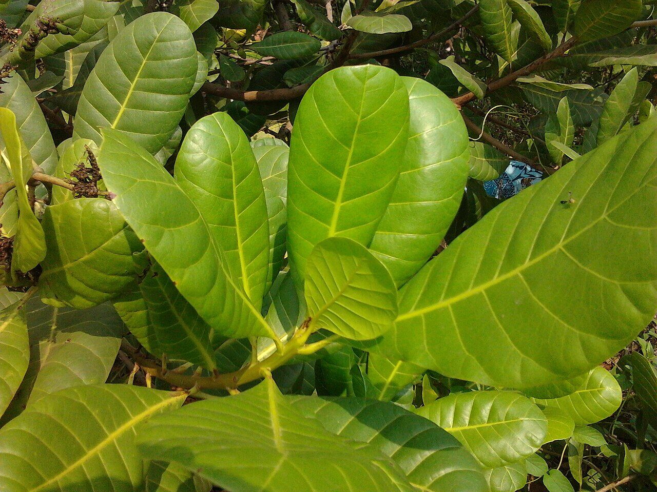Cashew: leaf