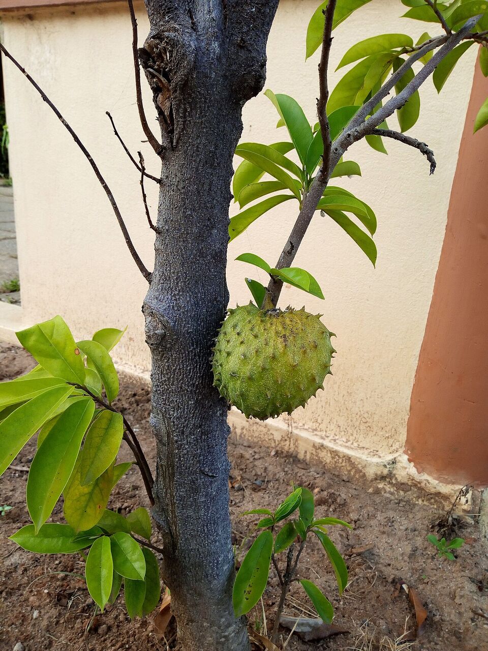 Soursop: whole