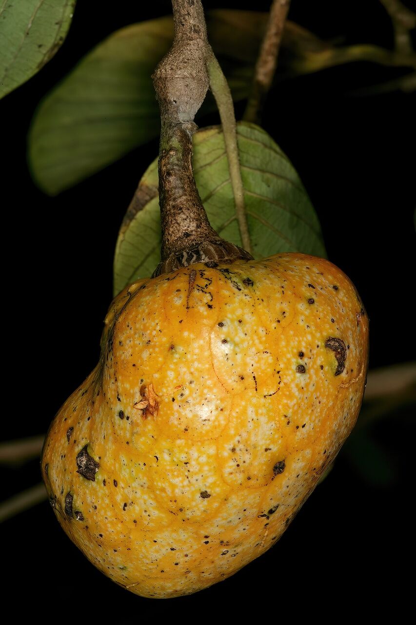 Wild custard apple: fruit