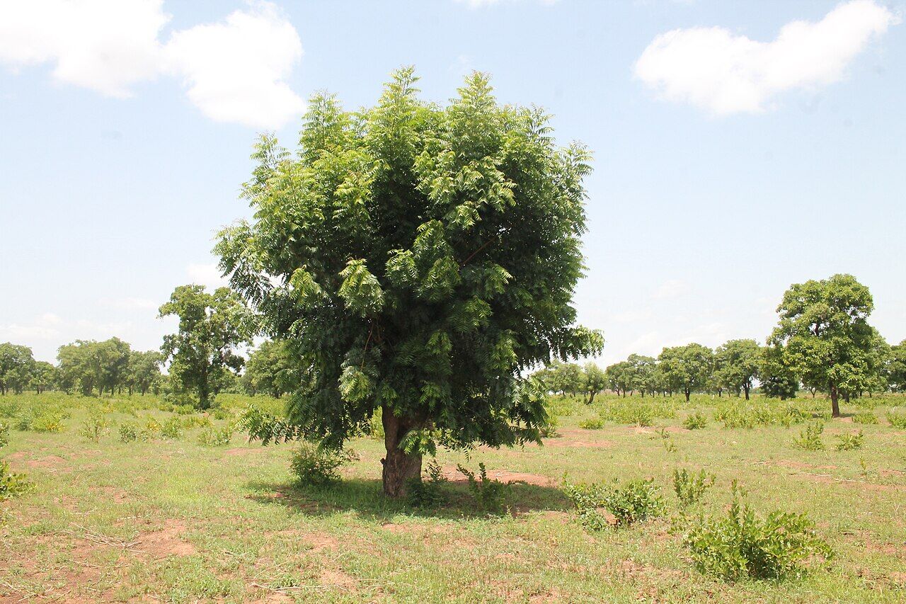 Neem: whole