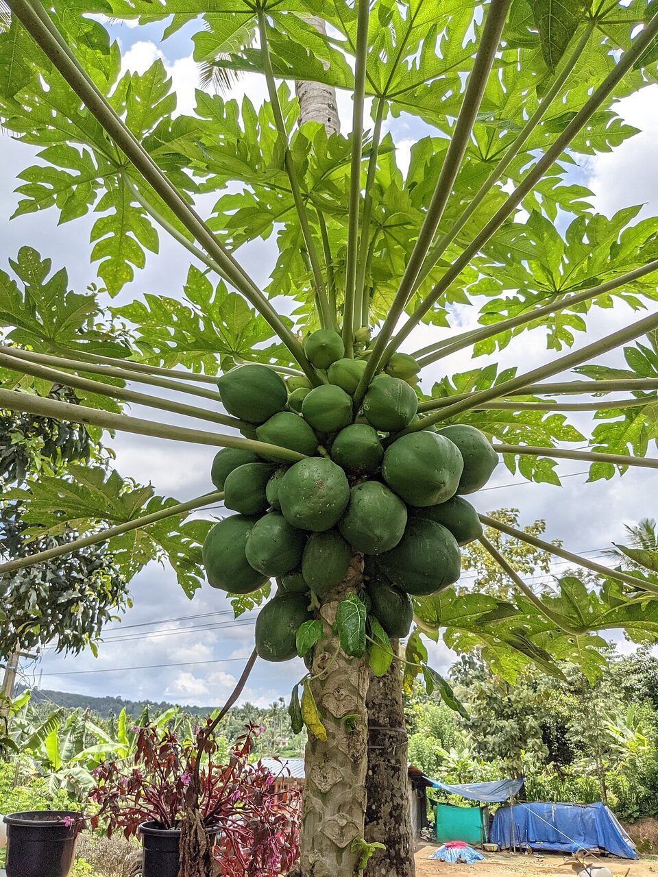 Pawpaw: fruit