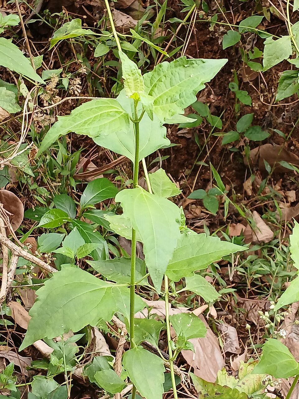 Siam weed: whole