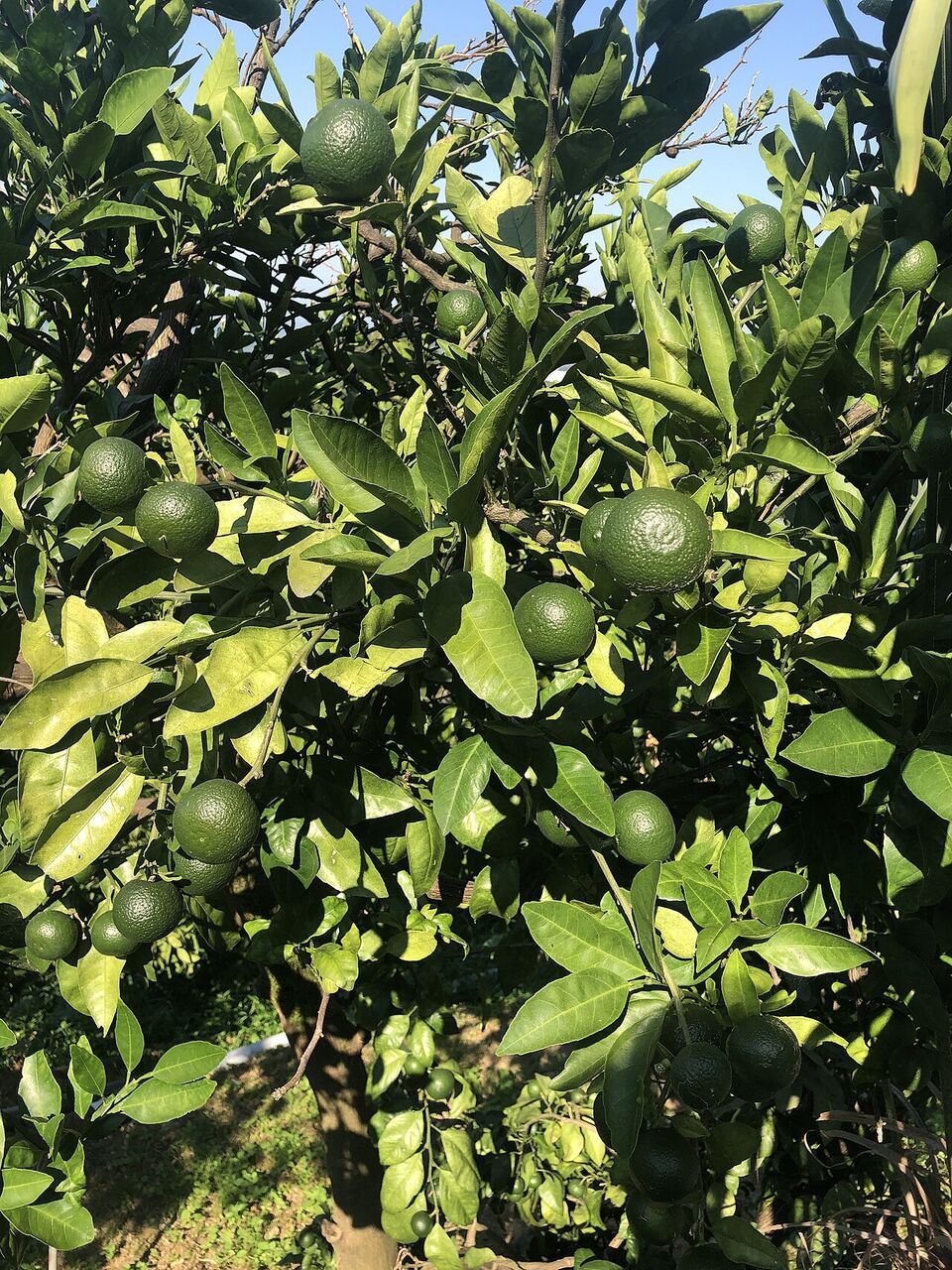 Lime: whole