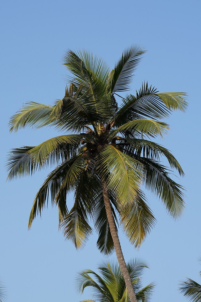 Coconut: whole