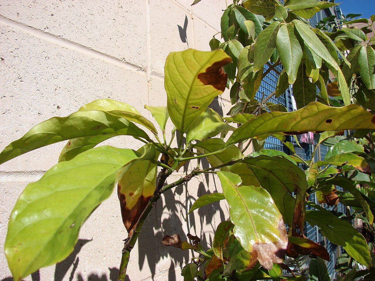 Kola nut: leaf