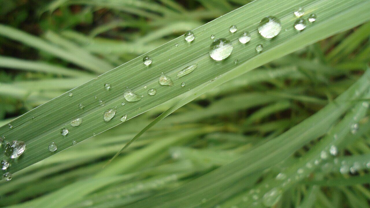 Lemongrass: leaf