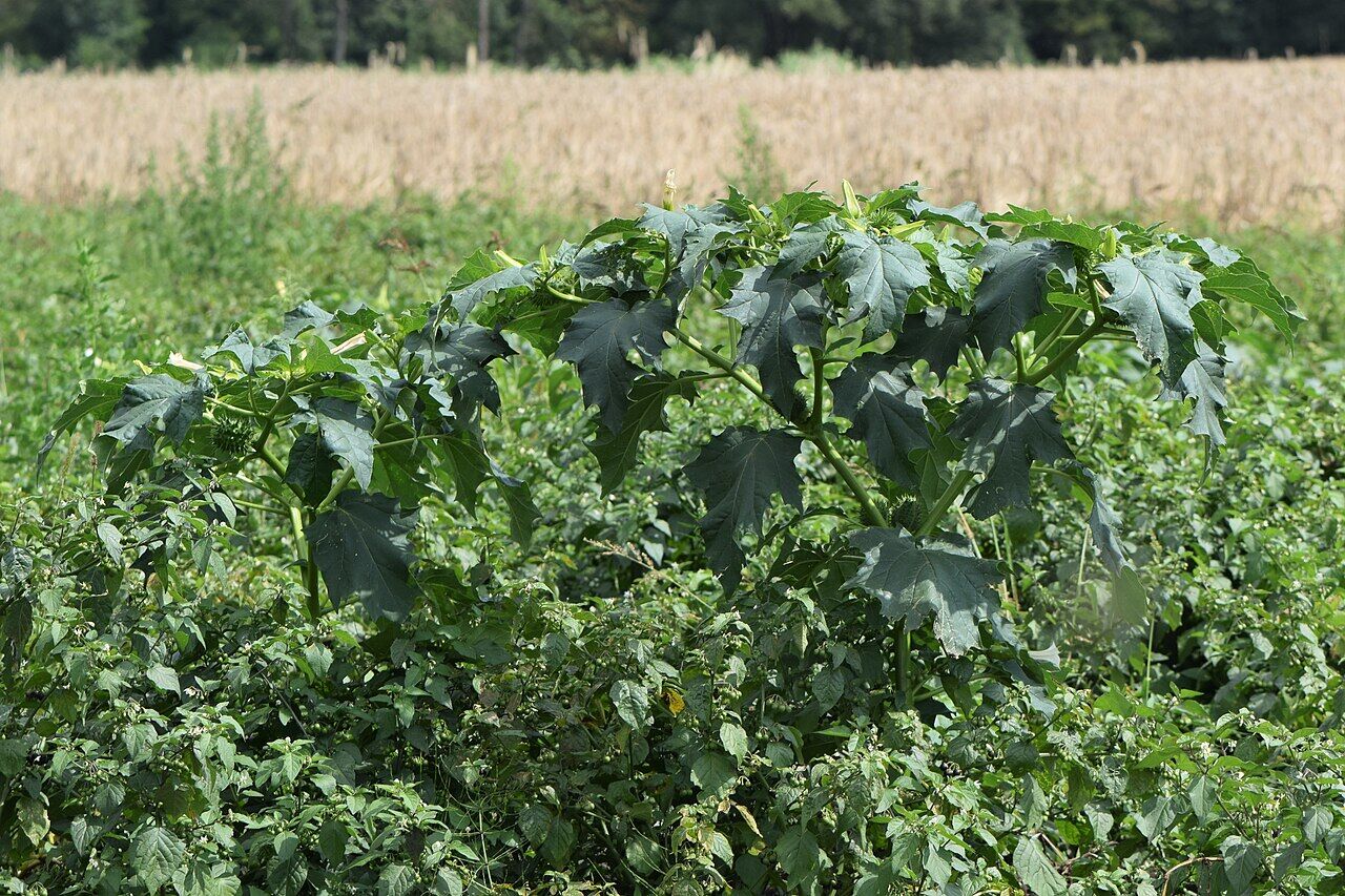 Thorn apple: whole