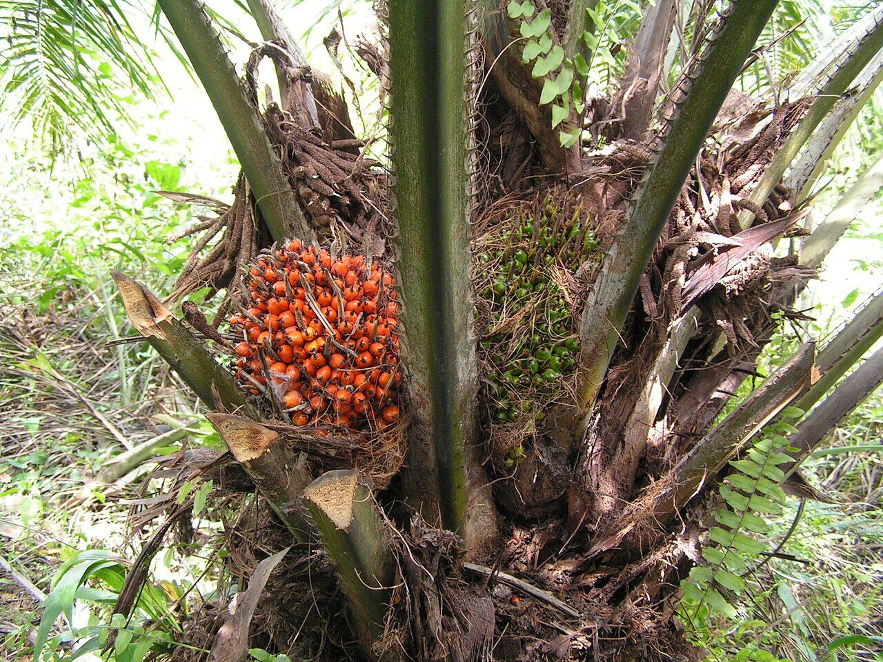 Oil palm: fruit