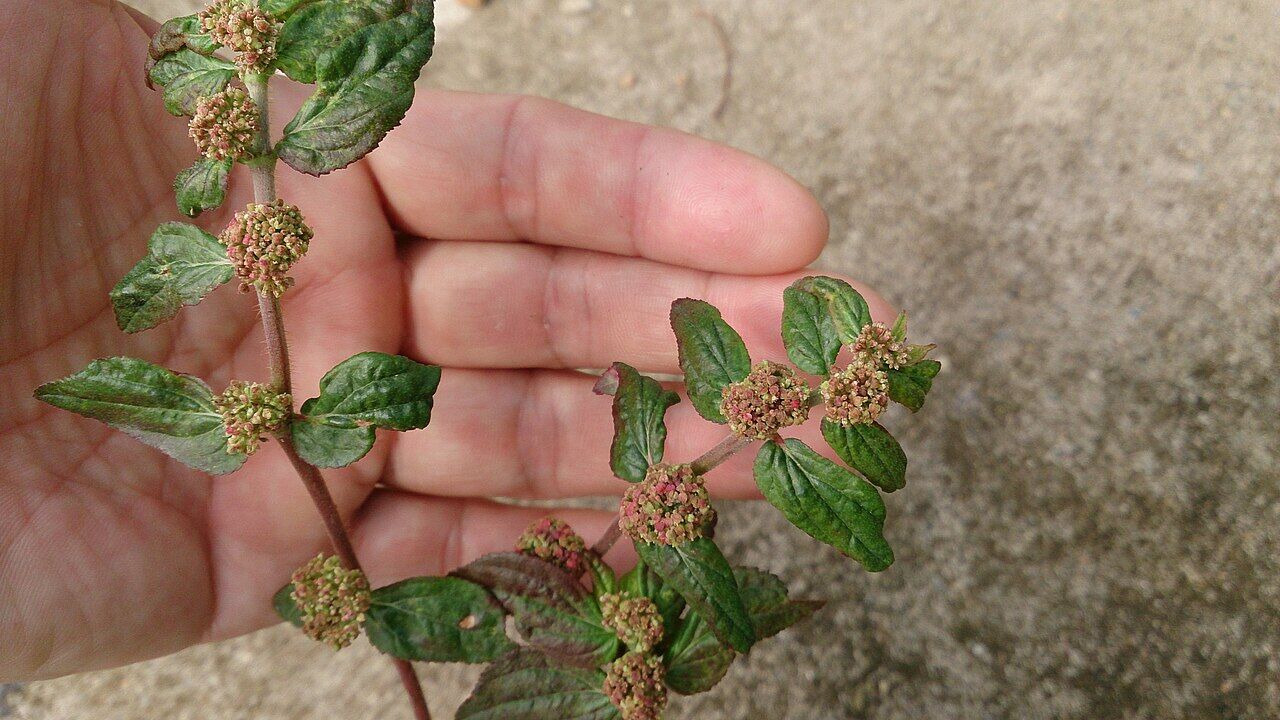 Asthma weed: whole