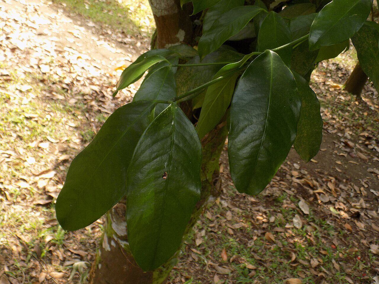 Bitter kola: leaf