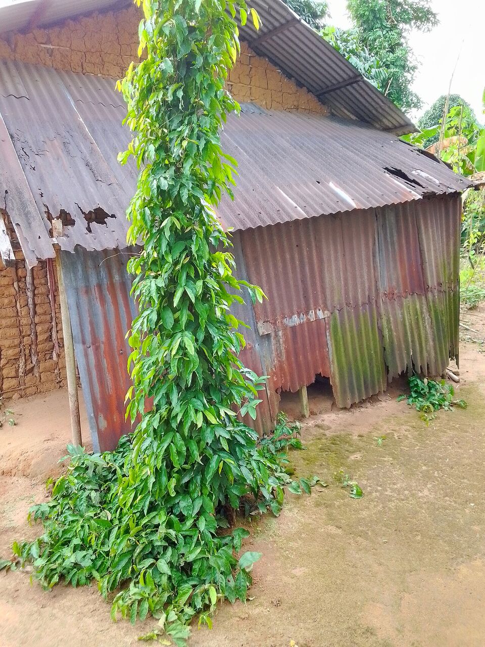 Afang: whole