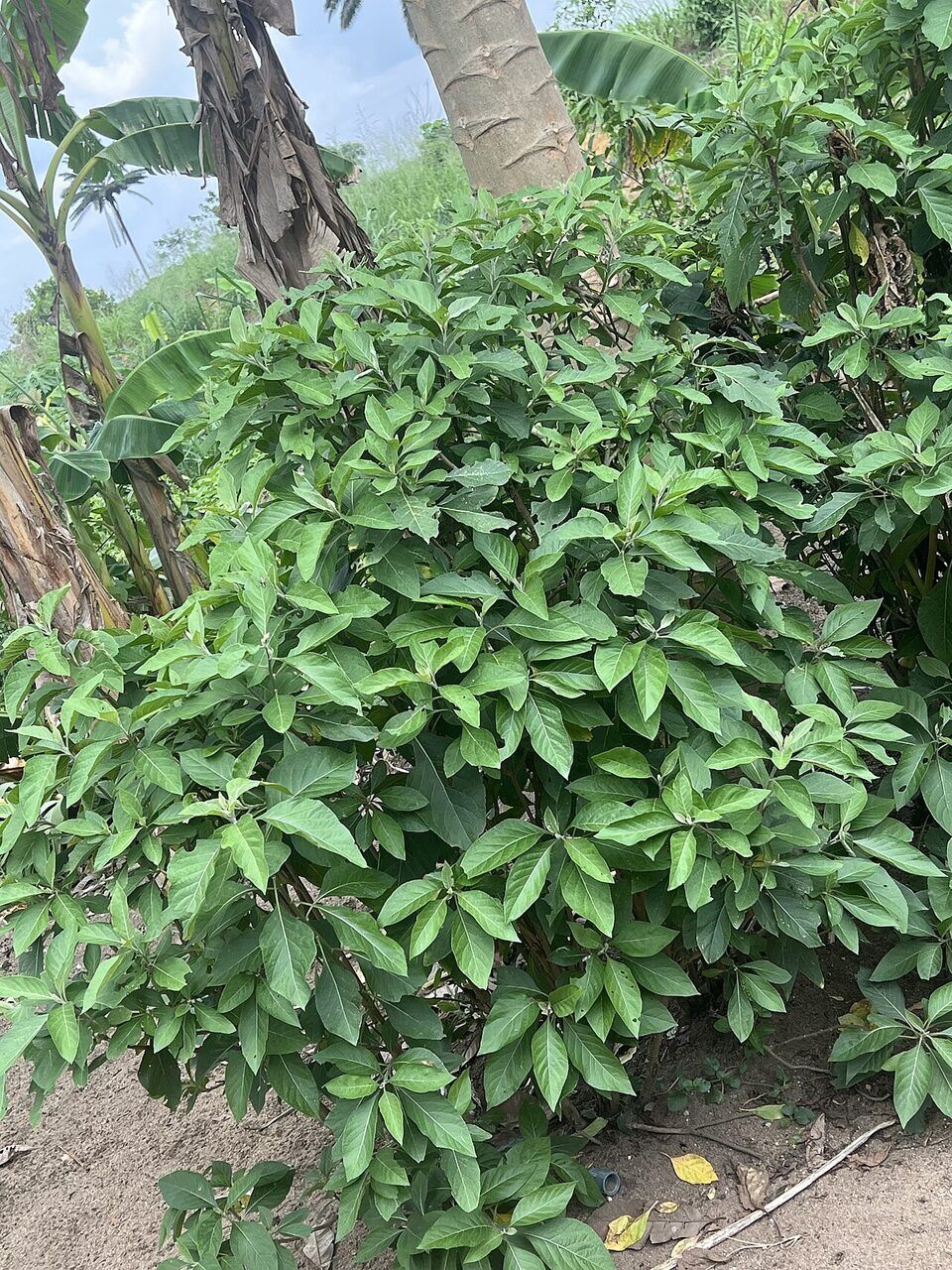 Bitter leaf: whole