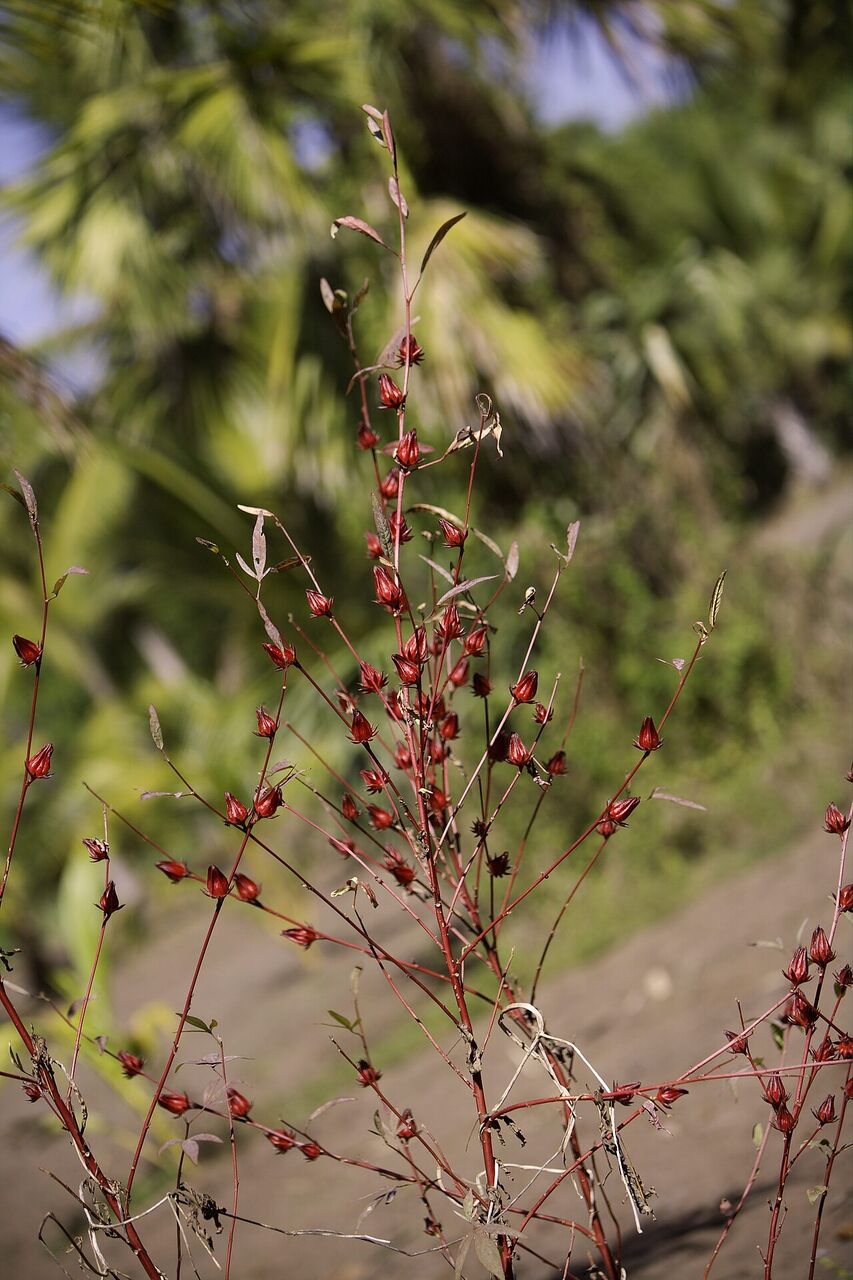 Zobo: whole