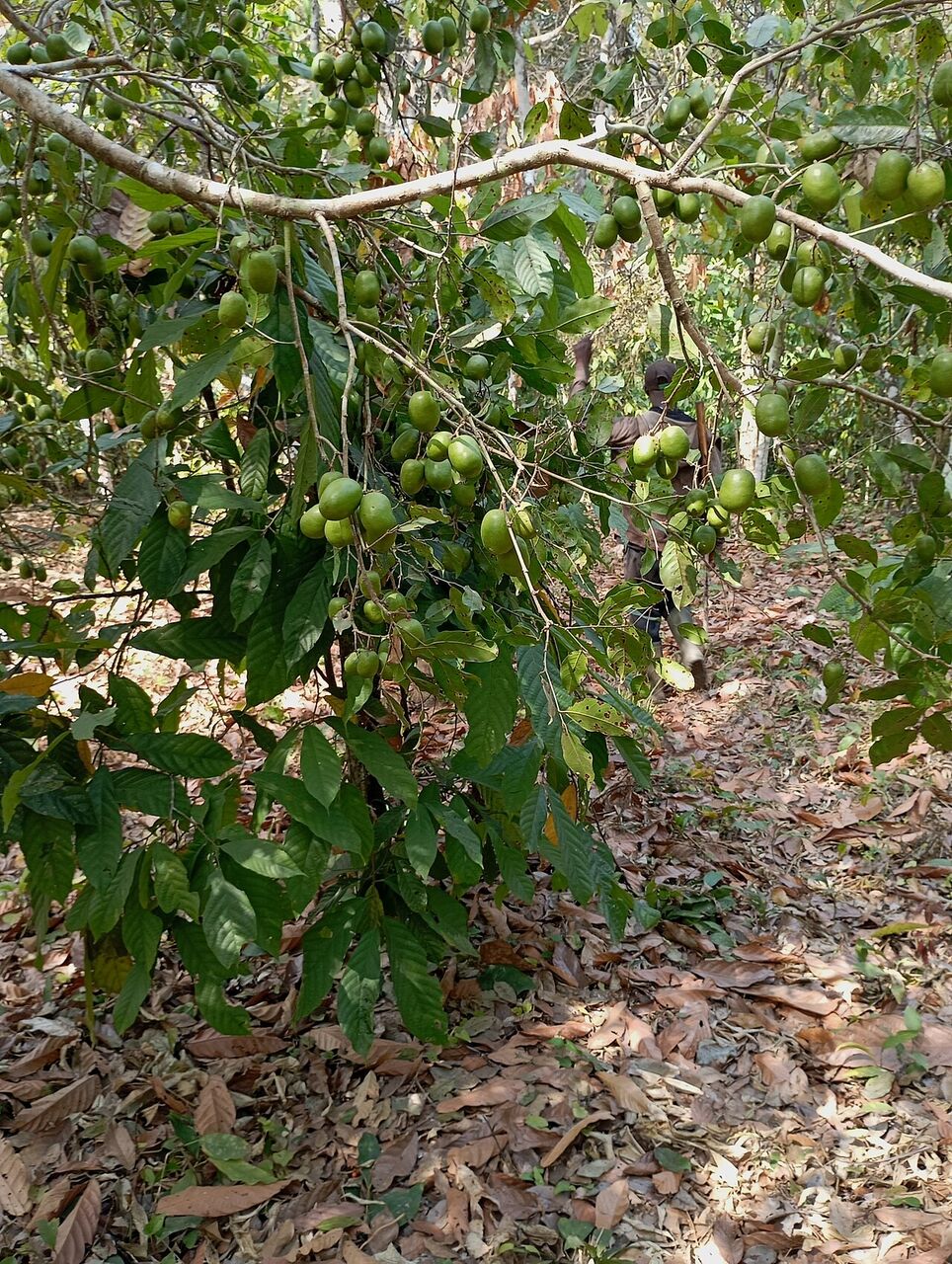 Ogbono: fruit