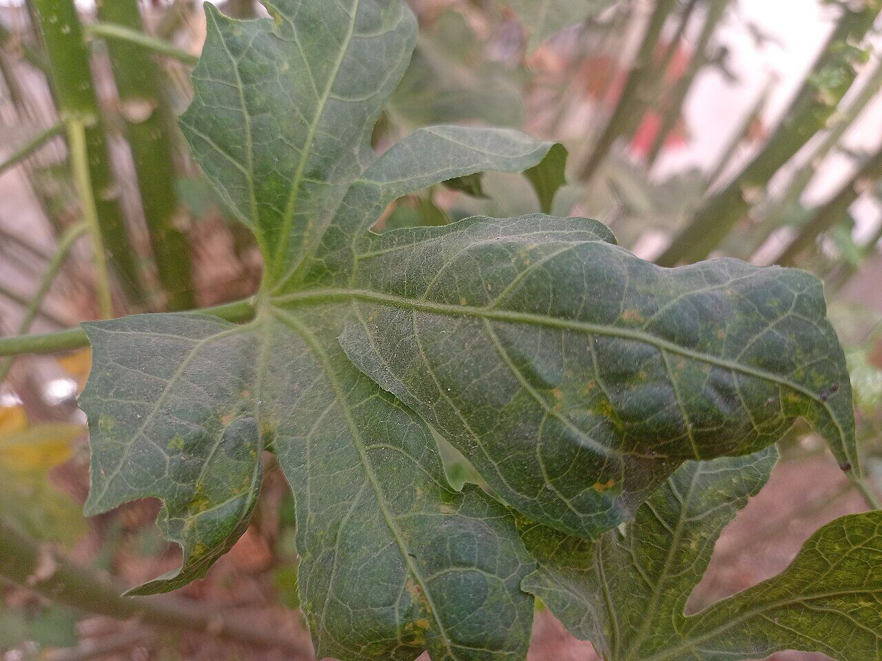 Hospital too far: leaf