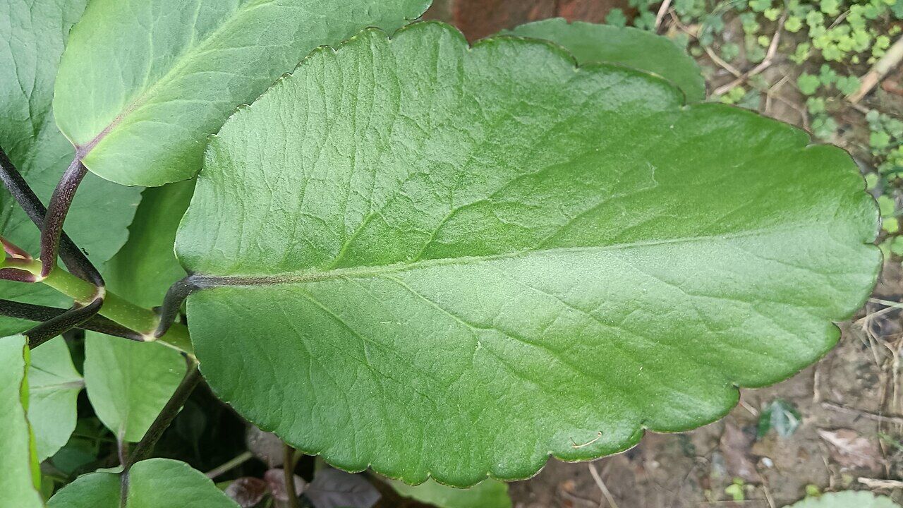 Miracle leaf: leaf