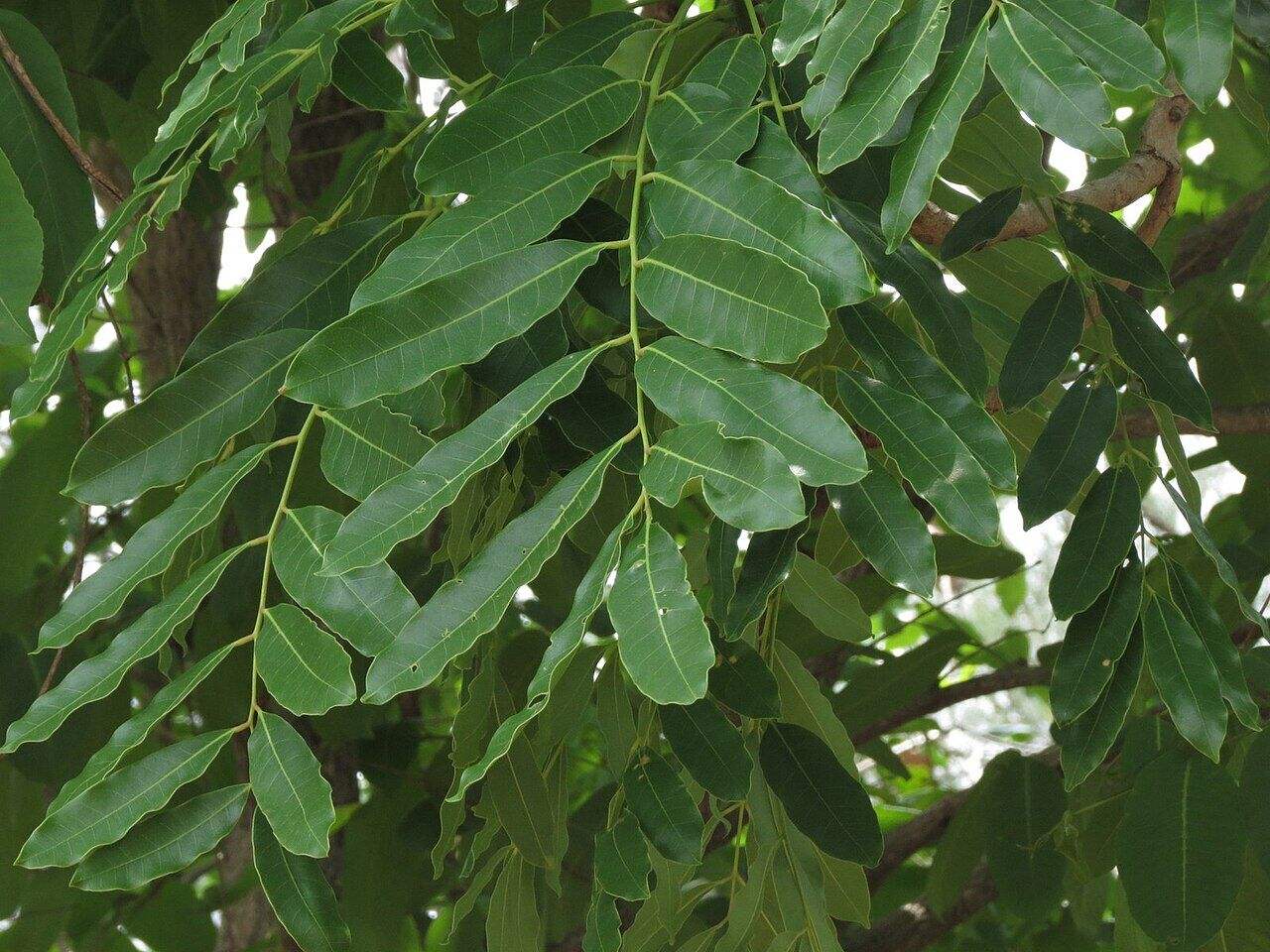 African mahogany: leaf