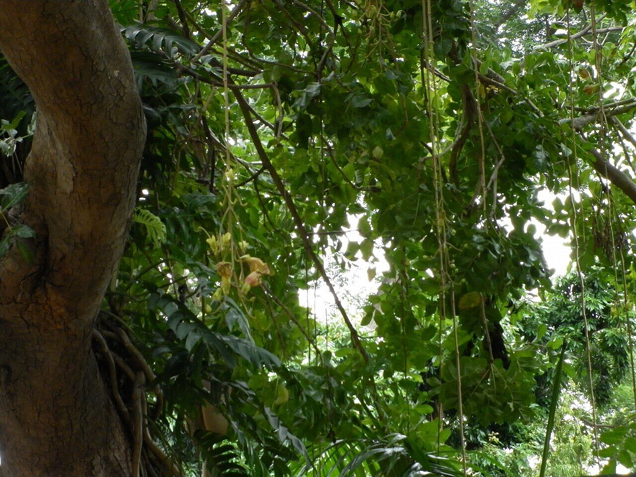 Sausage tree: whole