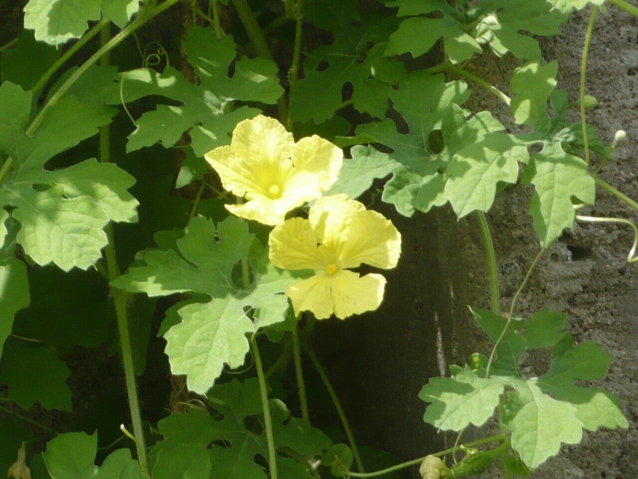 Bitter melon: leaf