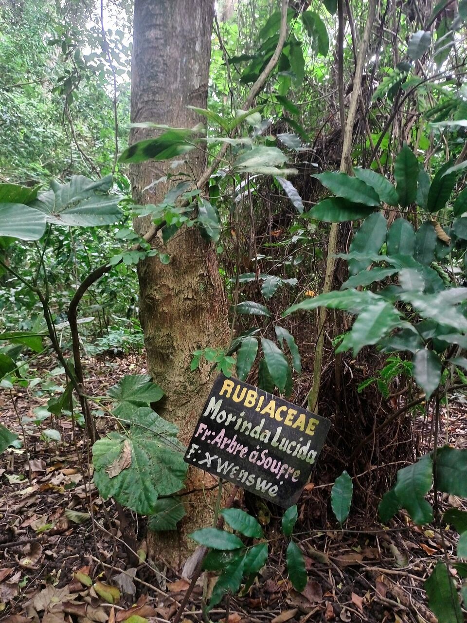 Brimstone tree: whole