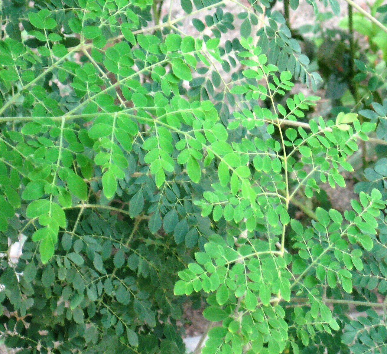 Moringa: leaf
