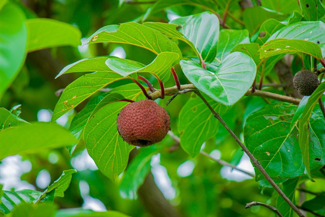 African peach: whole