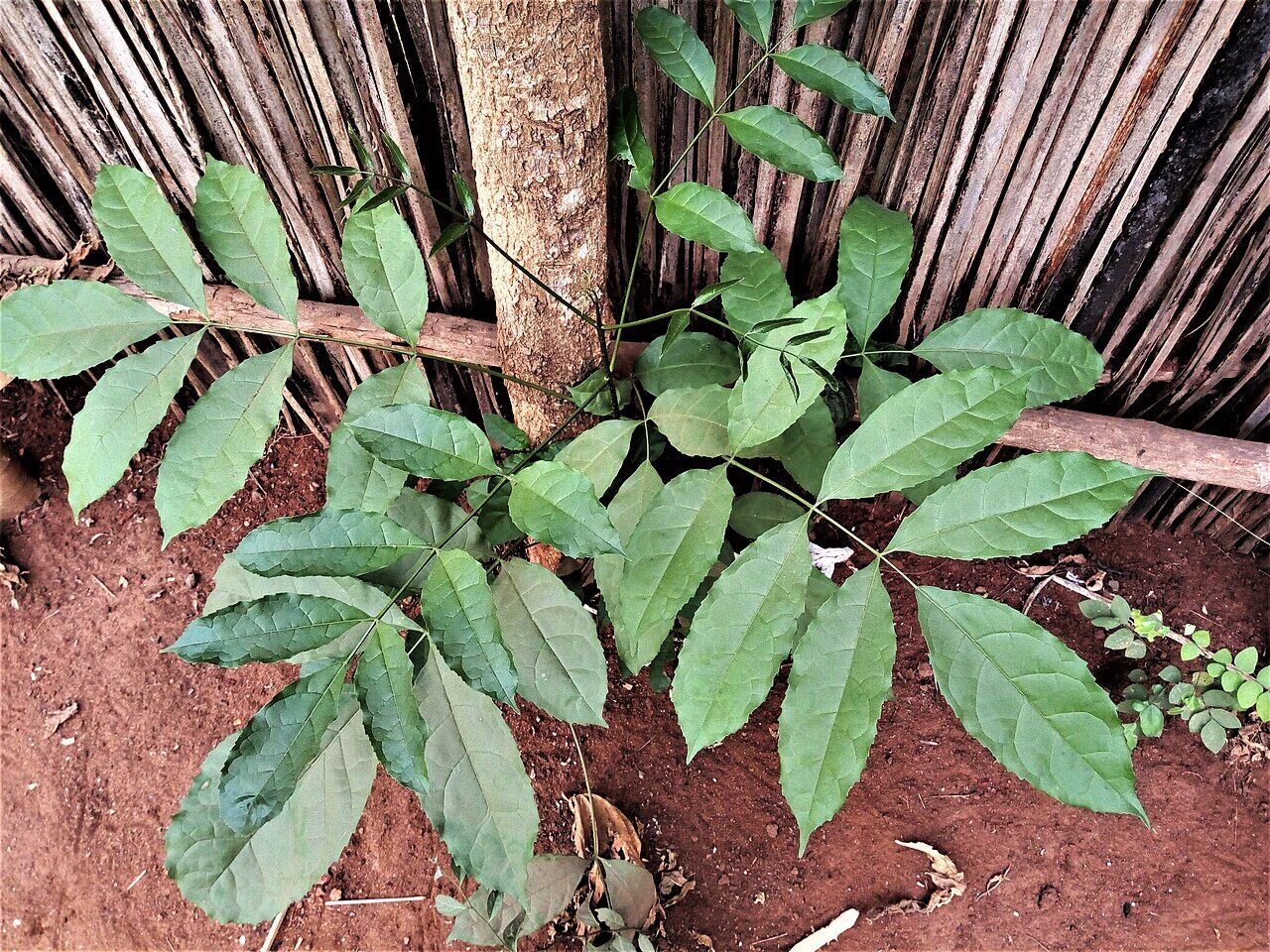 Boundary tree: leaf