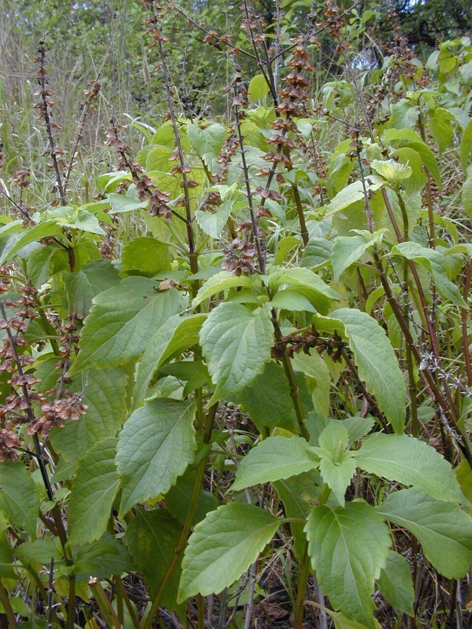 Scent leaf: leaf