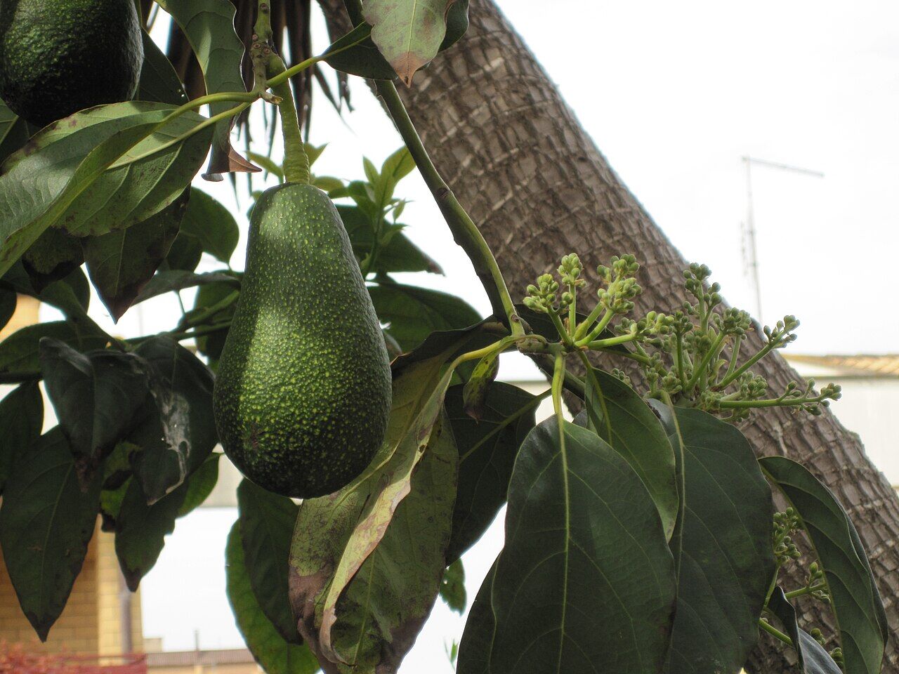 Avocado: flower