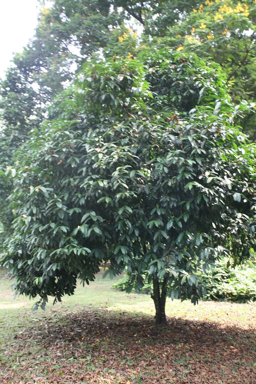 Akuamma: whole
