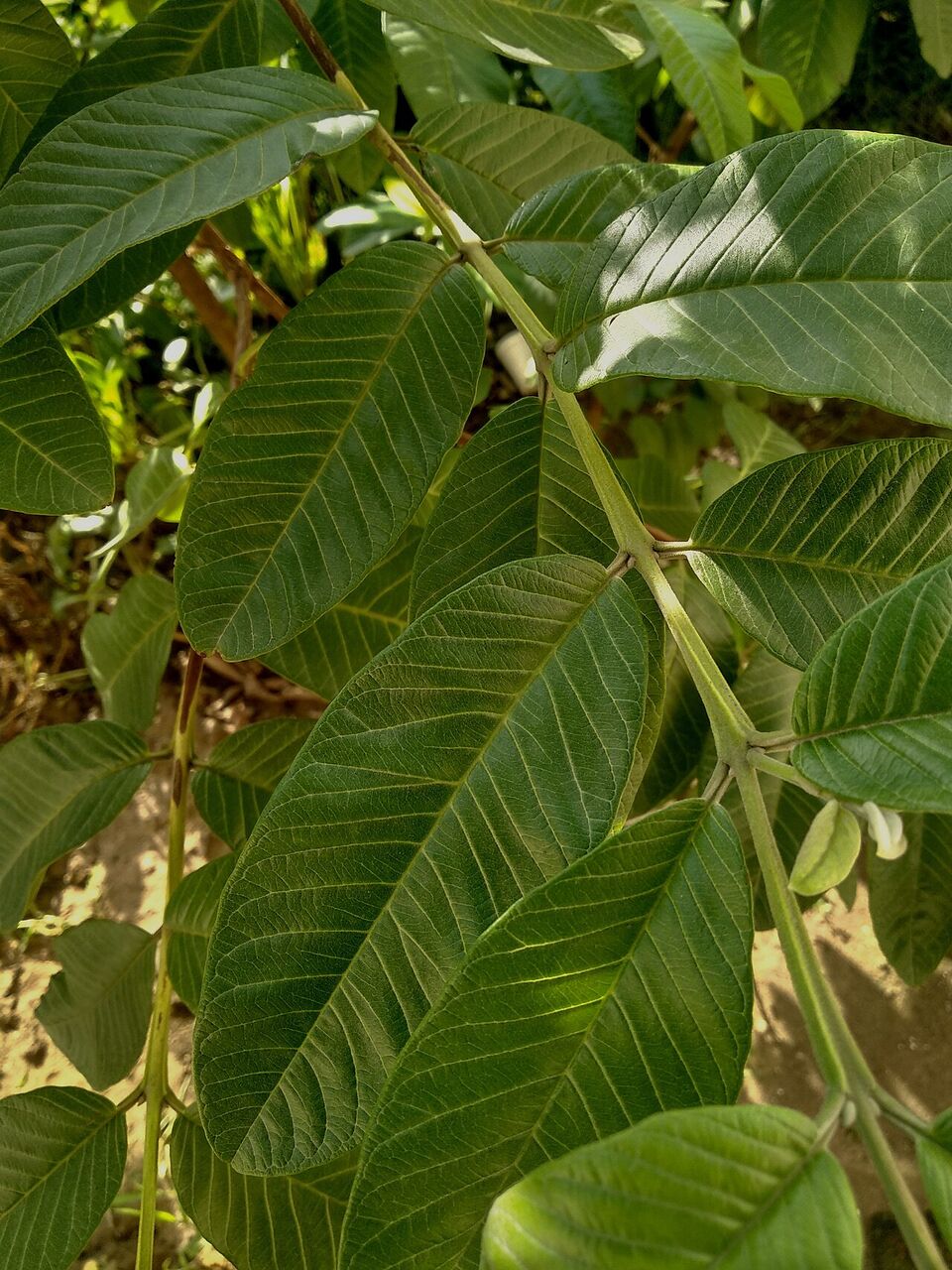 Guava: leaf