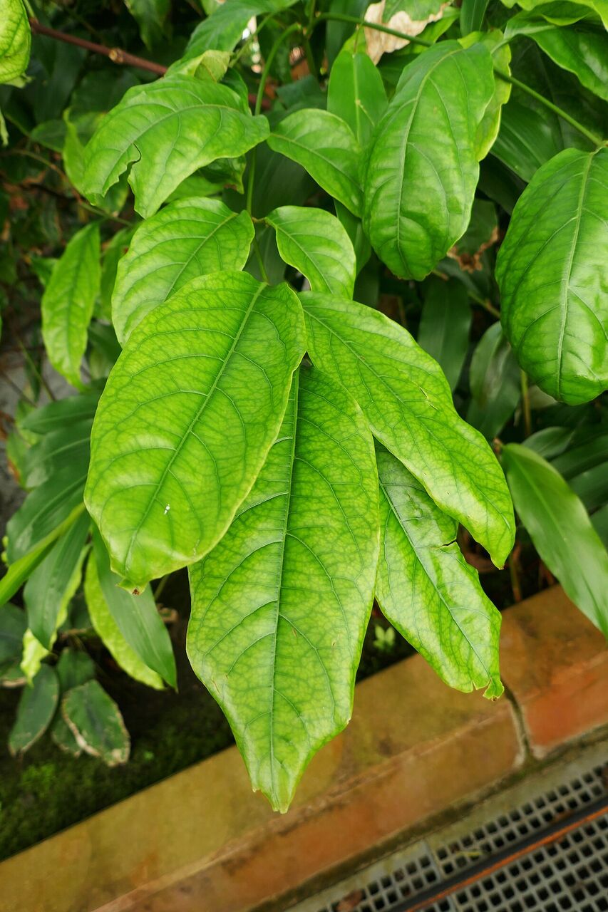 African snakeroot: leaf
