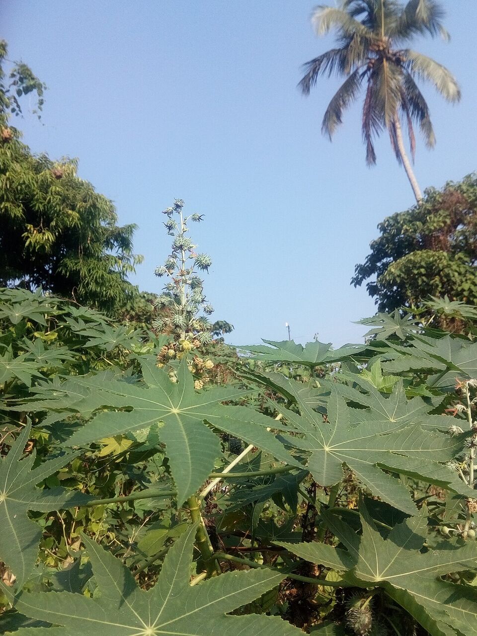 Castor oil plant: whole
