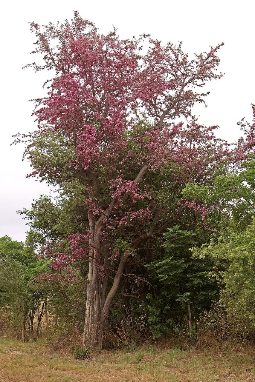 Violet tree: whole