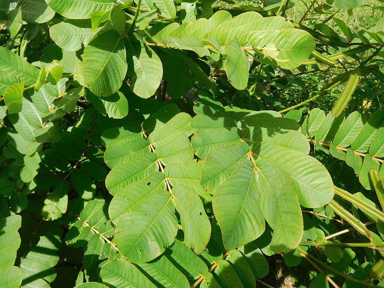 Ringworm bush: leaf