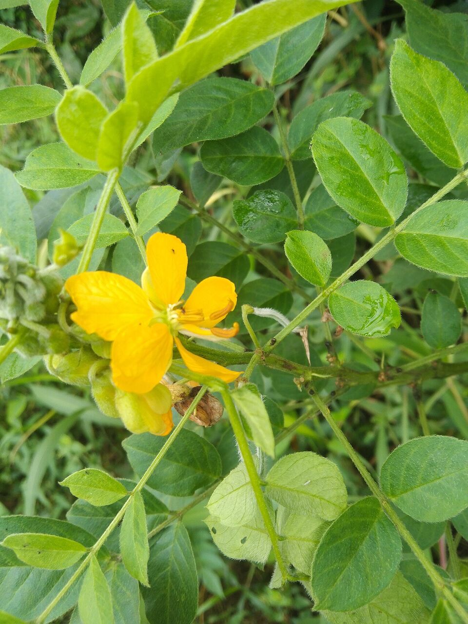 Coffee senna: whole