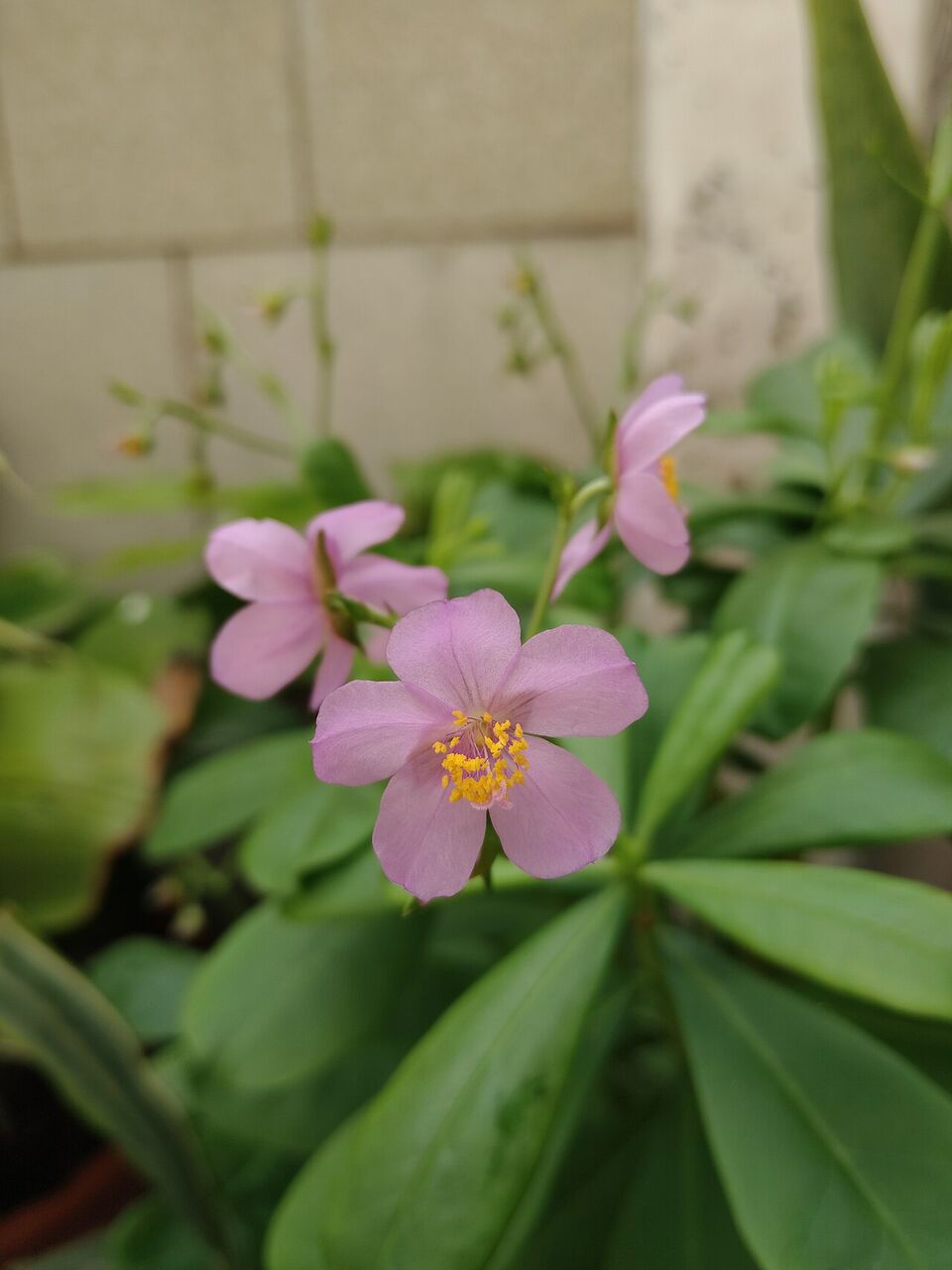 Waterleaf: flower