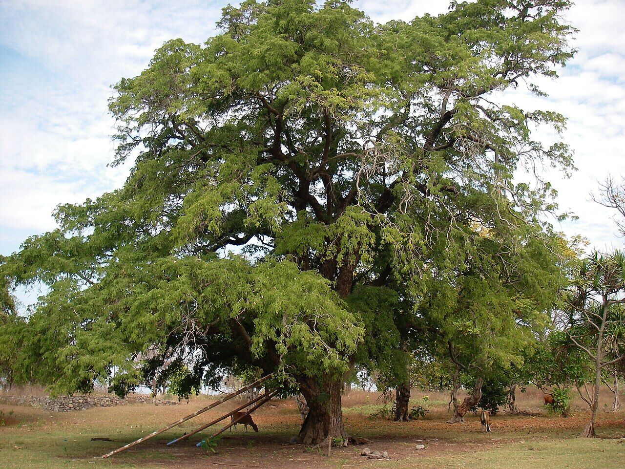 Tamarind: whole