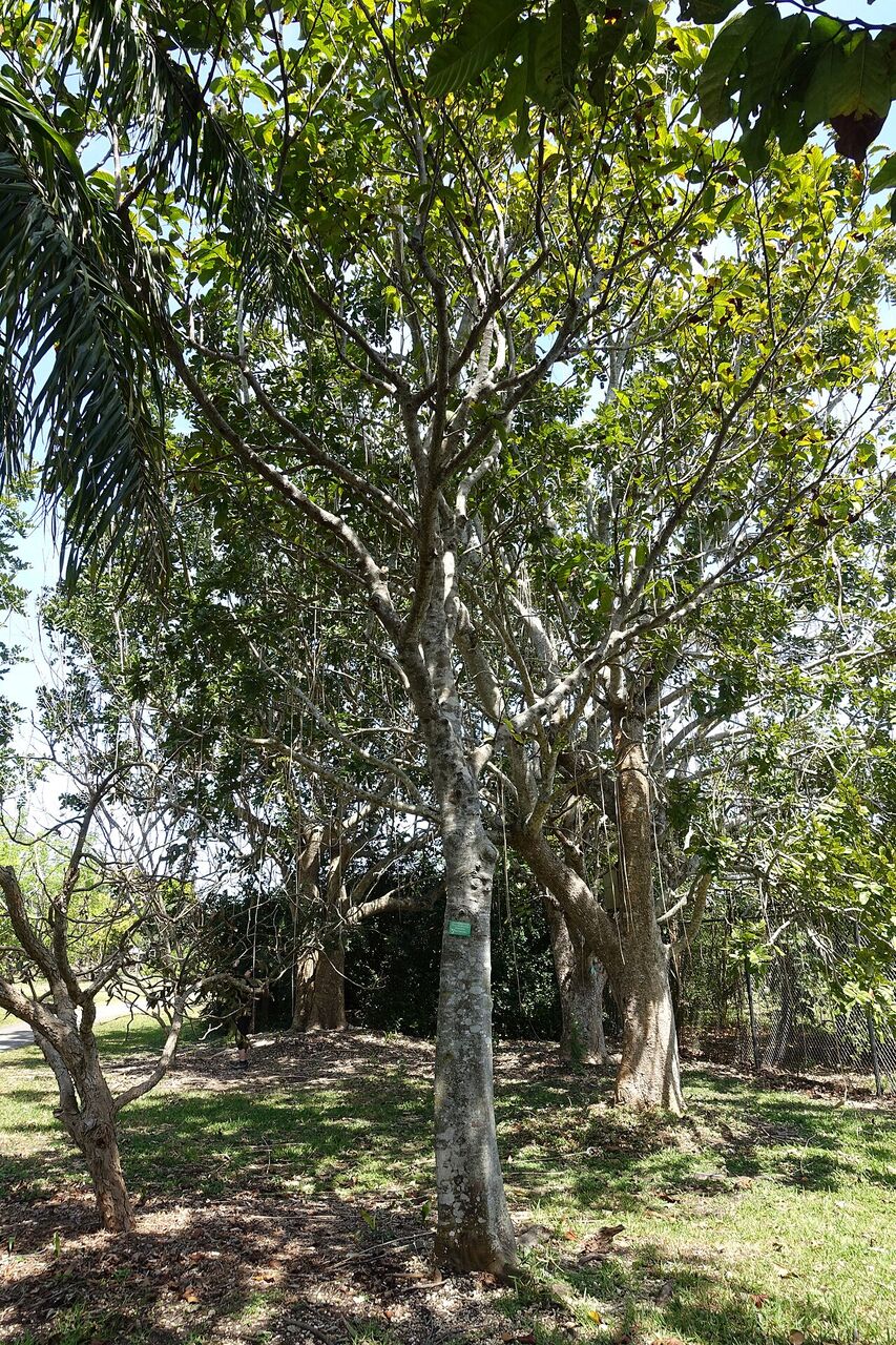 Ukwa: whole