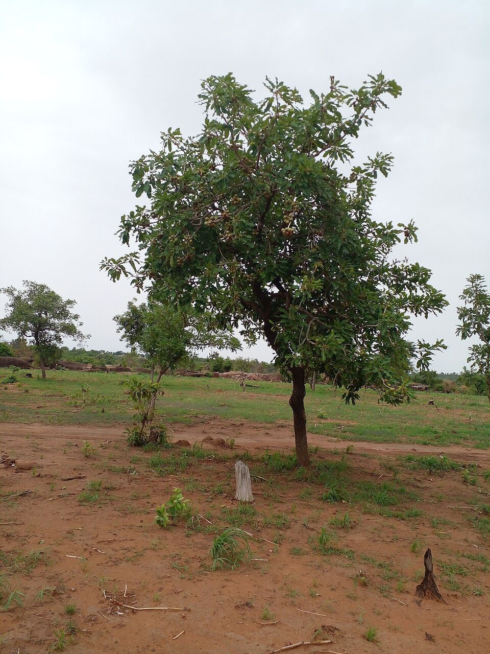 Shea butter tree: whole