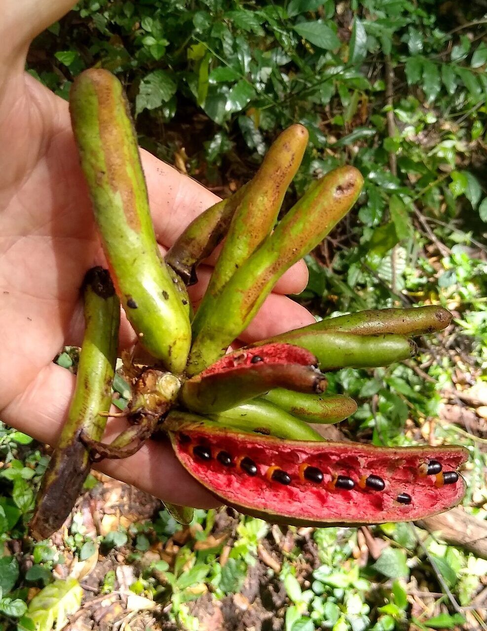 Uda: fruit